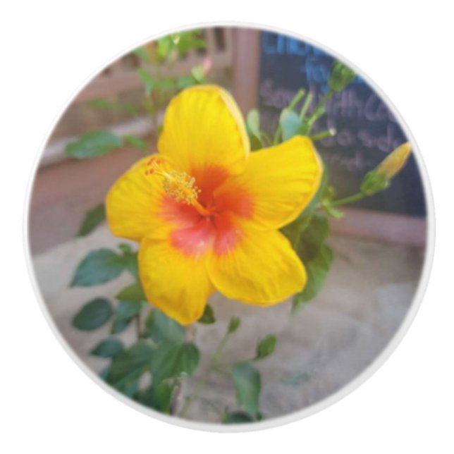 Hibiscus Flower Drawer Pull - Original Photography (Front)