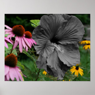 Hibiscus Flower Partial Colour Poster