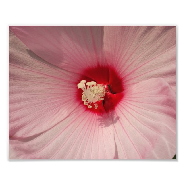 Hibiscus Flower Photo  Kodak Professional  Print (Front)