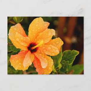 Hibiscus Flower Photography Postcard