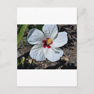 Hibiscus Flower Postcard
