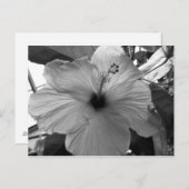 Hibiscus Flower Postcard (Front/Back)