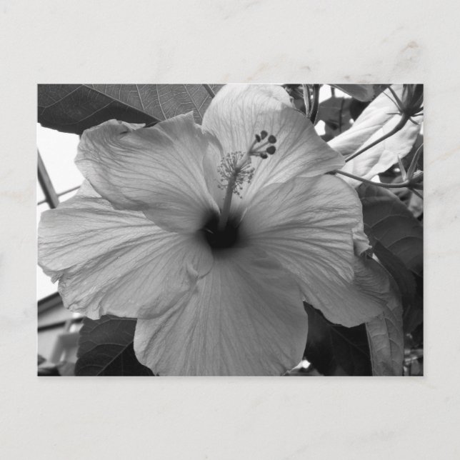 Hibiscus Flower Postcard (Front)
