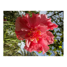 Hibiscus Flower Poster @3dudes1life