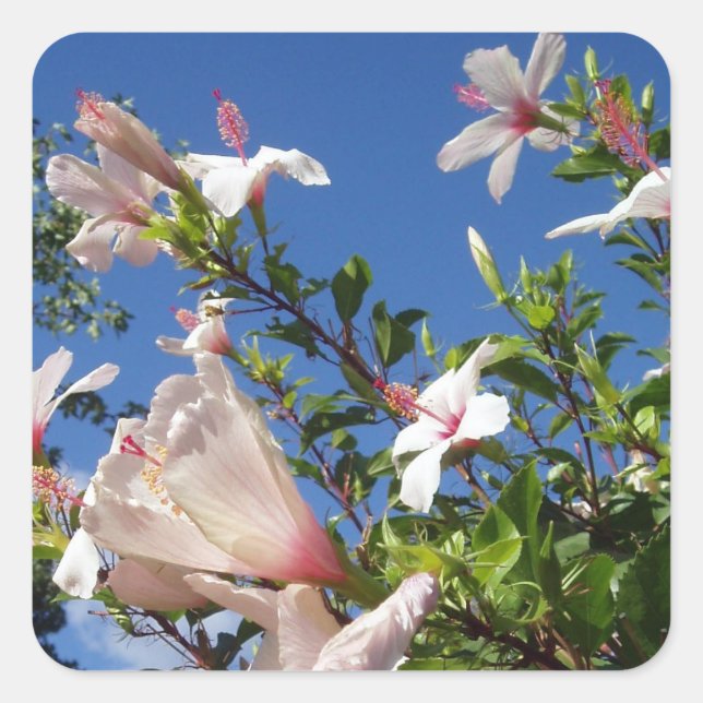 Hibiscus Flower Stickers (Front)