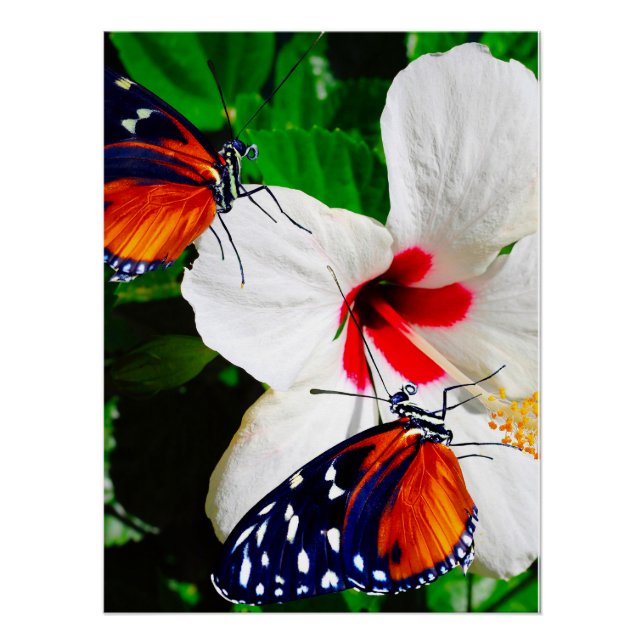 Hibiscus flower with 2 Tiger Longwing butterflies Poster (Front)