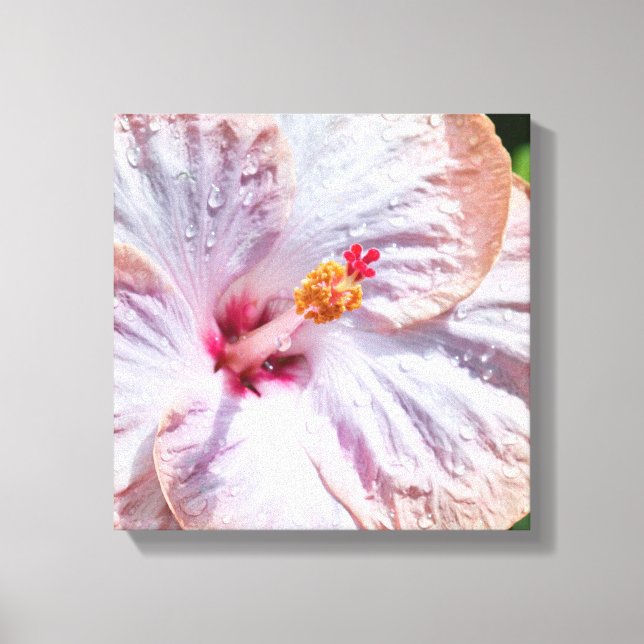 Hibiscus Flower with Dew Canvas Print (Front)