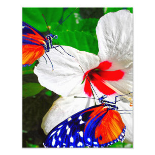 Hibiscus flower with Tiger Longwing Glossy Poster