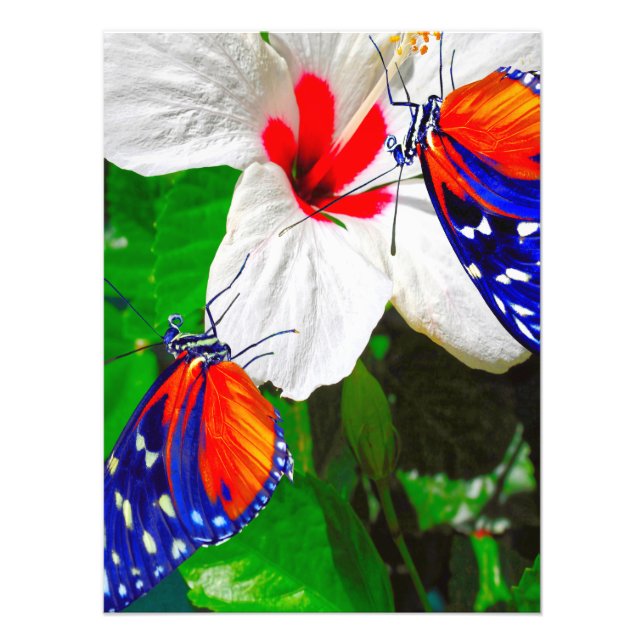 Hibiscus flower with Tiger Longwing Glossy Poster (Front)
