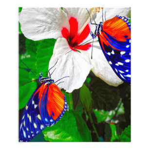 Hibiscus flower with Tiger Longwing Glossy Poster