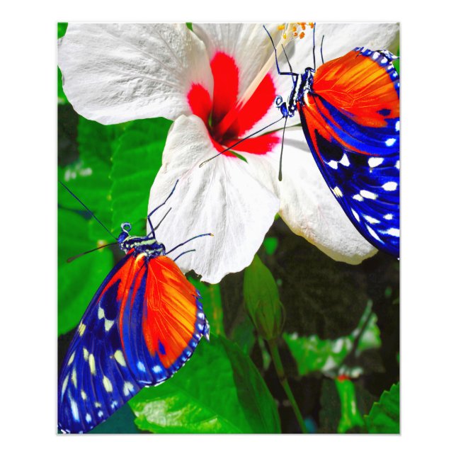 Hibiscus flower with Tiger Longwing Glossy Poster (Front)