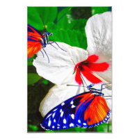 Hibiscus flower with Tiger Longwing Glossy Poster