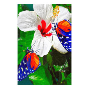 Hibiscus flower with Tiger Longwing Glossy Poster
