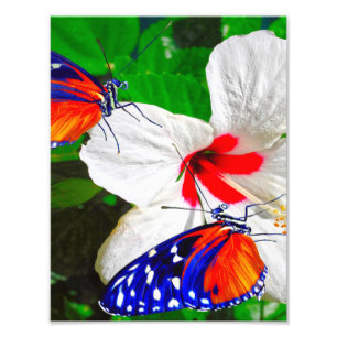 Hibiscus flower with Tiger Longwing Glossy Poster