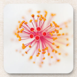 Hibiscus Hard Plastic Coasters (set of 6)