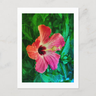 Hibiscus  holiday postcard