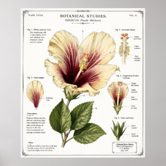 Hibiscus Illustration | Vintage Floral Anatomy Art Poster