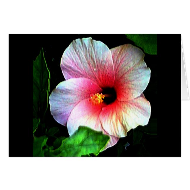 Hibiscus jGibney The Museum Zazzle (Front Horizontal)