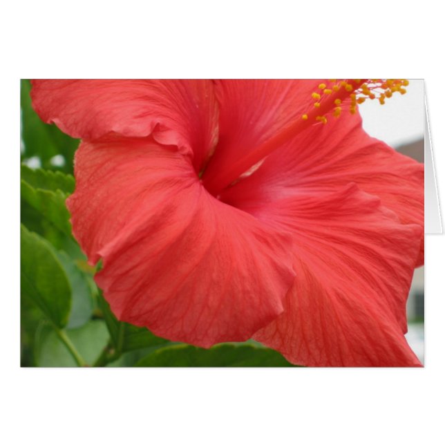 Hibiscus - Large (Front Horizontal)