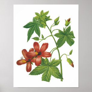 hibiscus(Lavatera phoenicea) by Redouté Poster