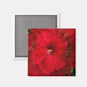 Hibiscus love..... magnet