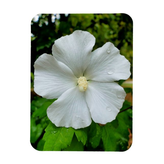 Hibiscus Magnet (Vertical)