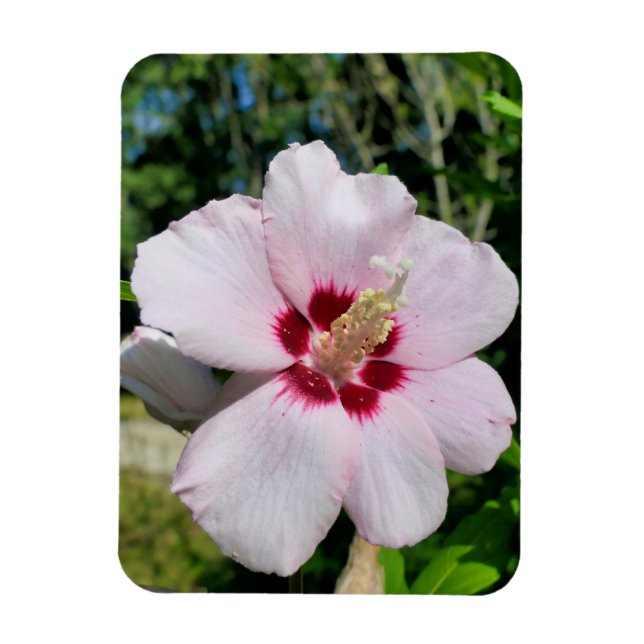 Hibiscus Magnet (Vertical)