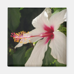 Hibiscus Magnet