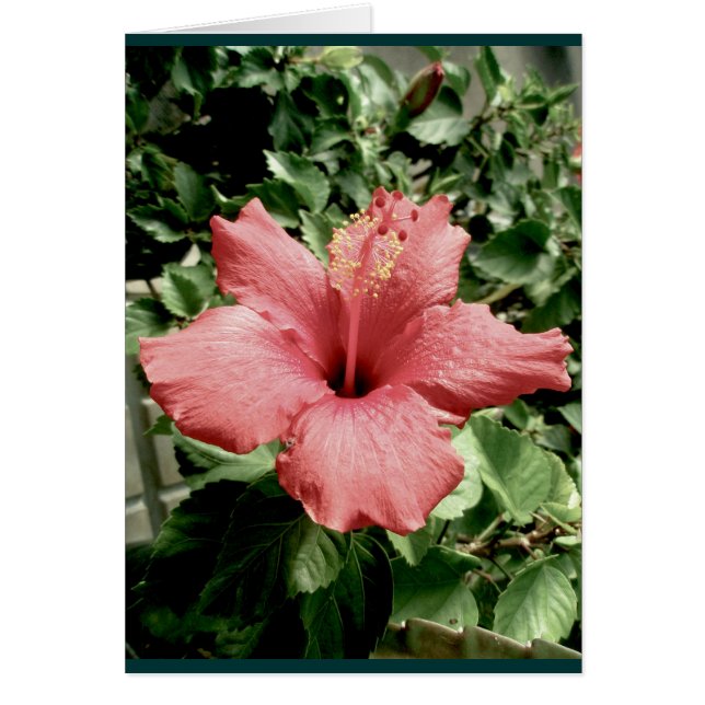 Hibiscus Note Card (Front)
