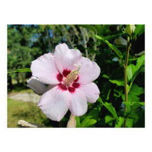 Hibiscus Photo Print