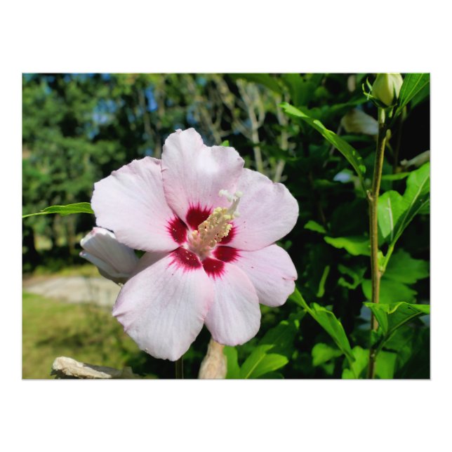 Hibiscus Photo Print (Front)