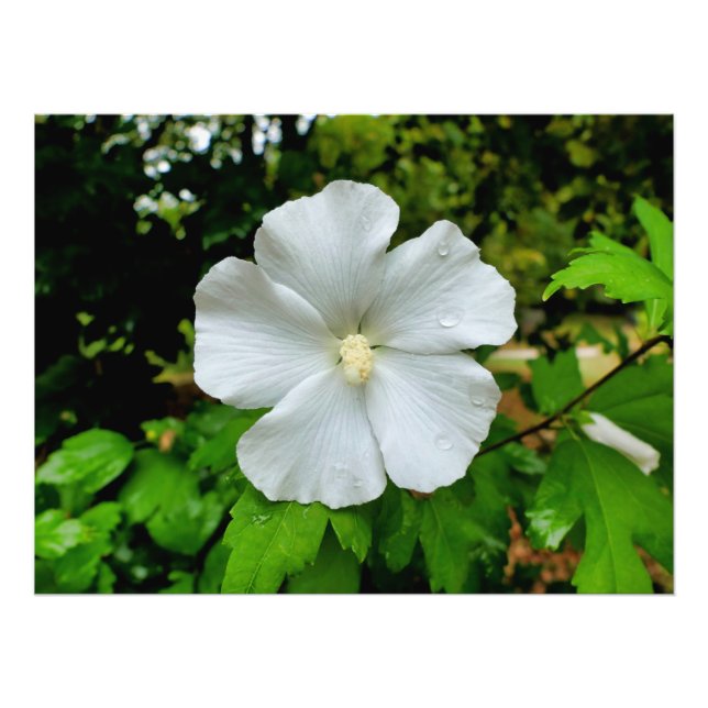 Hibiscus Photo Print (Front)