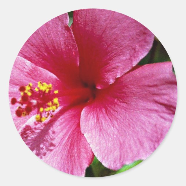 Hibiscus, pink classic round sticker (Front)