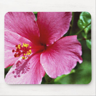 Hibiscus, pink mouse pad