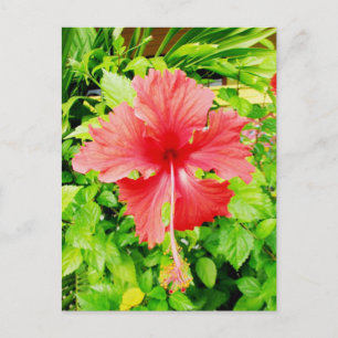 Hibiscus, Placencia, Belise Postcard