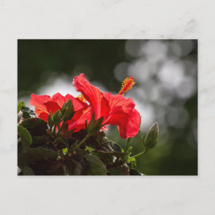 Hibiscus Plant Postcard