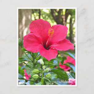 Hibiscus Postcard