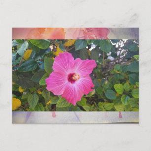 Hibiscus Postcard