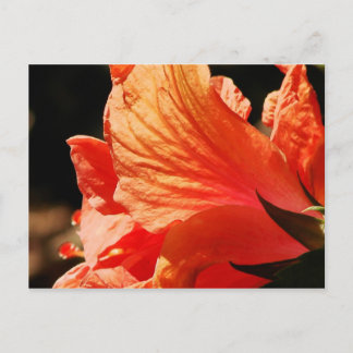 HIBISCUS POSTCARD