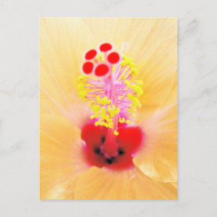 Hibiscus Postcard