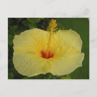 Hibiscus Postcard