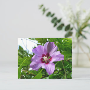 Hibiscus Postcard