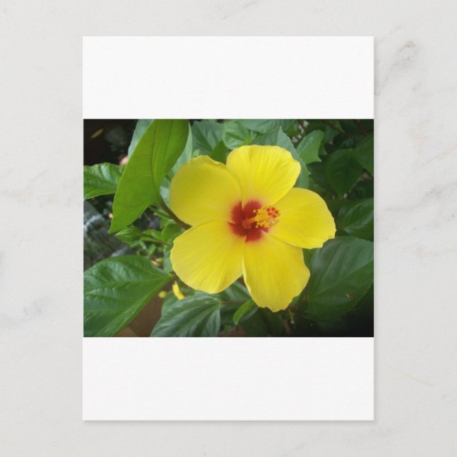 Hibiscus Postcard (Front)