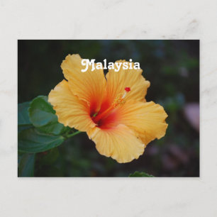 Hibiscus Postcard