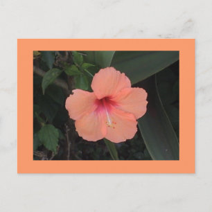 Hibiscus Postcard