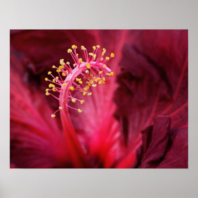 Hibiscus Poster (Front)