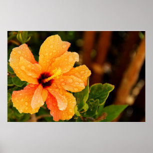 Hibiscus Poster