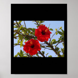 Hibiscus Red Flower Blue Sky Alicante Sticker Poster