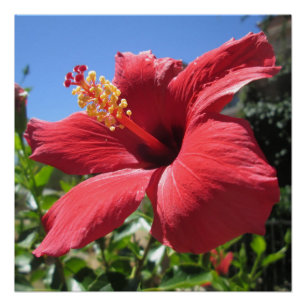 Hibiscus Red Flower Poster
