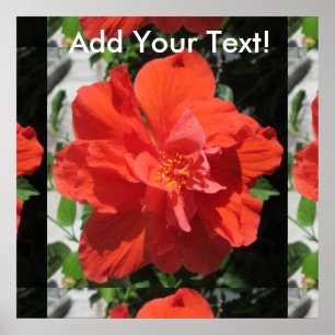 Hibiscus Red Flowering Plant Poster